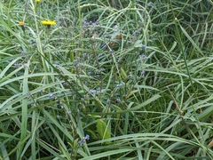 Myosotis arvensis