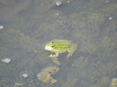 Pelophylax