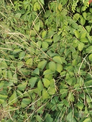 Parthenocissus inserta