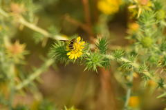 Dieunomia nevadensis