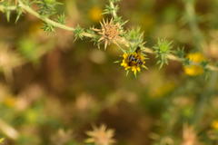 Dieunomia nevadensis