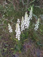 Spiranthes cernua