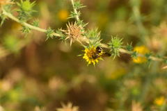 Dieunomia nevadensis