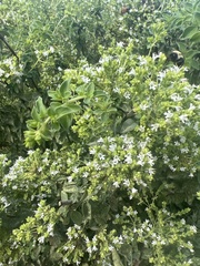 Origanum vulgare