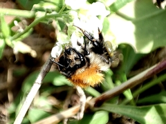 Bombus pascuorum