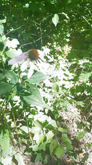 Echinacea purpurea