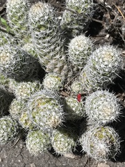 Mammillaria sphacelata