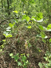 Canavalia septentrionalis