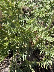 Pulsatilla occidentalis