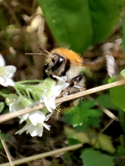 Bombus pascuorum