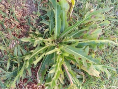 Hypochaeris chillensis