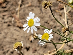 Tripleurospermum inodorum