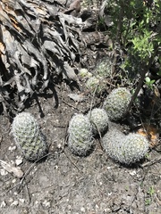 Mammillaria sphacelata