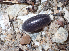 Armadillidium depressum