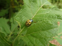 Leptinotarsa flavitarsis