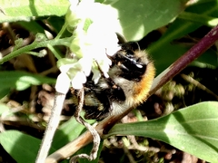 Bombus pascuorum