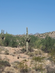 Carnegiea gigantea