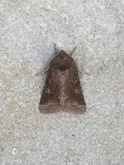 Lacinipolia meditata