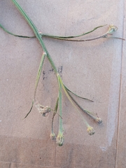 Hypochaeris chillensis