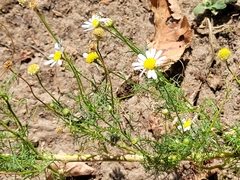 Tripleurospermum inodorum