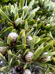 Leucadendron meridianum