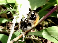 Bombus pascuorum