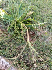 Hypochaeris chillensis