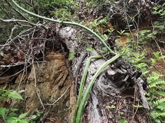 Selenicereus spinulosus