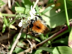 Bombus pascuorum