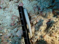 Dentalium octangulatum