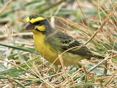 Crithagra mozambica