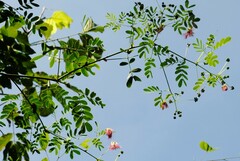 Calliandra houstoniana acapulcensis