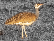 Eupodotis senegalensis