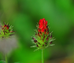Trifolium incarnatum