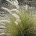 Oriental Fountain Grass - Photo (c) עומר וינר, some rights reserved (CC BY-NC), uploaded by עומר וינר