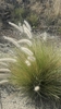 Oriental Fountain Grass - Photo (c) עומר וינר, some rights reserved (CC BY-NC), uploaded by עומר וינר