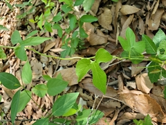 Aristolochia pentandra