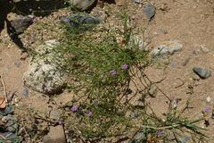 Spergularia purpurea