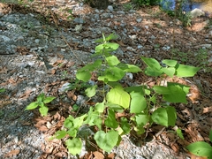 Peteravenia malvifolia