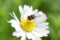 Syrphinae