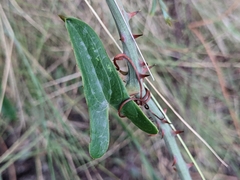 Smilax aspera