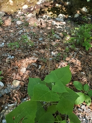 Peteravenia malvifolia