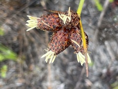 Hellmuthia membranacea
