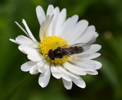 Syrphinae