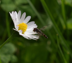 Syrphinae