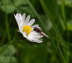 Syrphinae