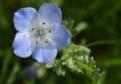 Nemophila