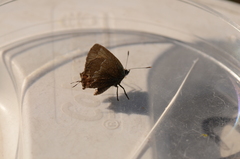 Callophrys gryneus