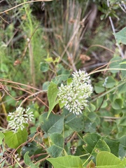 Mikania scandens