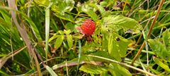 Rubus illecebrosus